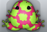 Violet Folium Bovis Frog from Pocket Frogs
