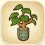 Ficus from Story of Seasons: Pioneers of Olive Town
